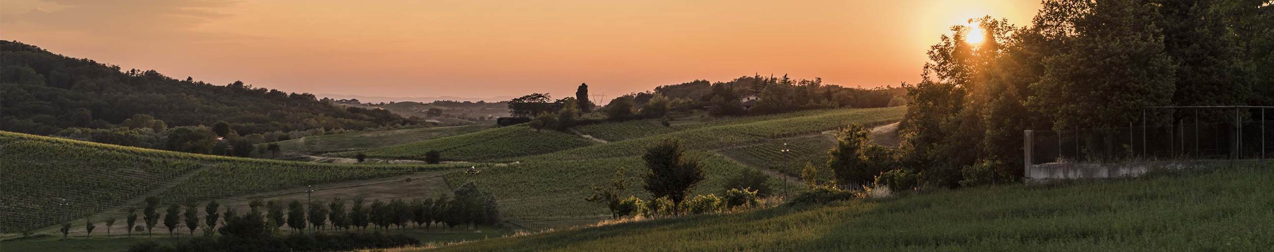 Monferrato vineyards